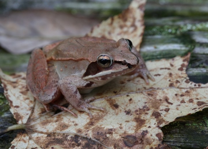 Wood Frog